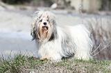 LHASSA APSO 074